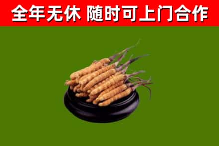 宁阳县回收冬虫夏草